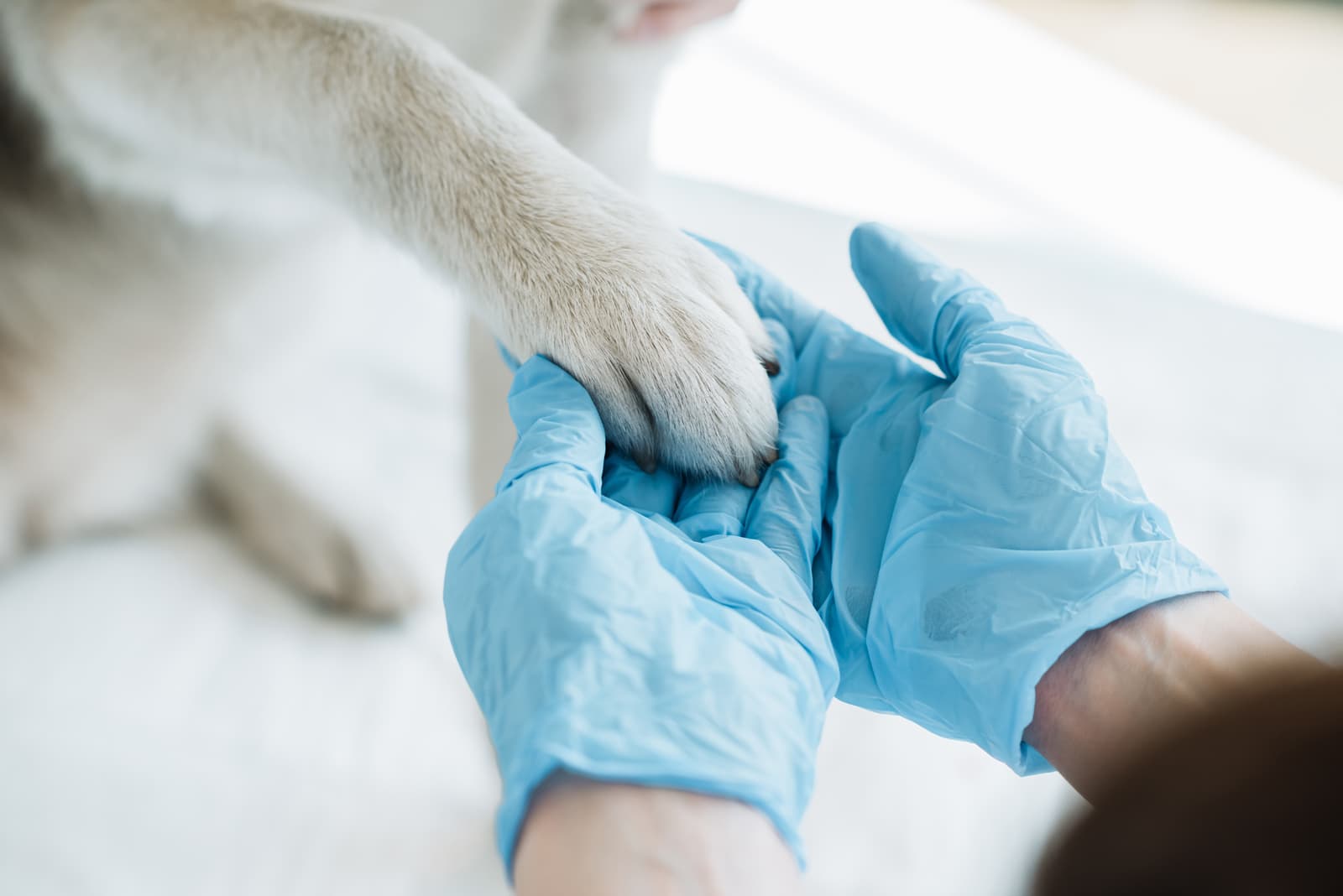 Servicios veterinarios en A Coruña